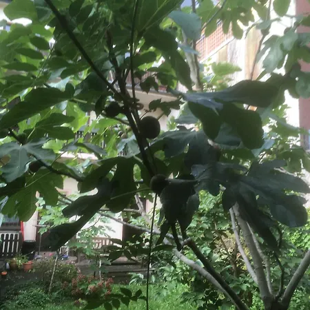 Appartement Atelier Le Camp *